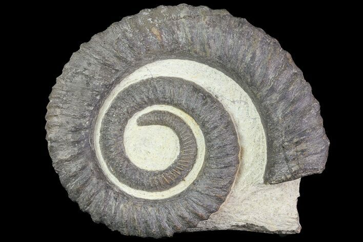 Devonian Ammonite (Anetoceras) - Morocco #68782